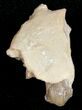 Oreodont (Merycoidodon) Jaw Section - South Dakota #10533-1